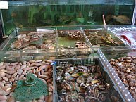 fresh seafood